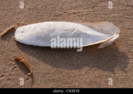 Knochen der Tintenfisch (Sepia Officinalis). Kalkhaltigen Unterstützung für lebende Cephalod, Sea Palling Strand, Norfolk. Stockfoto