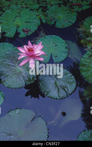 Rosa Seerose im Teich im Tempel in der Nähe von Ubud, Bali, Indonesien Stockfoto