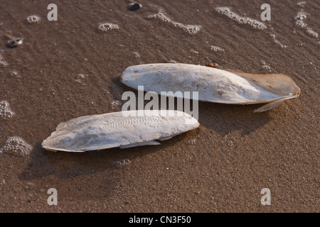 Knochen der Tintenfisch (Sepia Officinalis). Kalkhaltigen Unterstützung für lebende Cephalod, Sea Palling Strand, Norfolk. Stockfoto