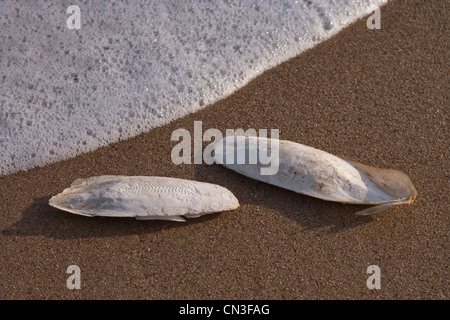 Schulp (Sepia officinalis). See Palling Strand, Norfolk. Stockfoto