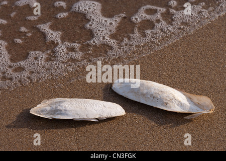 Knochen der Tintenfisch (Sepia Officinalis). Kalkhaltigen Unterstützung für lebende Cephalod, Sea Palling Strand, Norfolk. Stockfoto