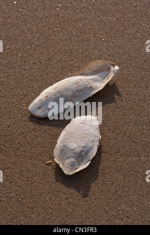 Knochen der Tintenfisch (Sepia Officinalis). Kalkhaltigen Unterstützung für lebende Cephalod, Sea Palling Strand, Norfolk. Stockfoto