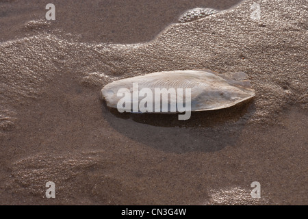 Knochen der Tintenfisch (Sepia Officinalis). Kalkhaltigen Unterstützung für lebende Cephalod, Sea Palling Strand, Norfolk. Stockfoto