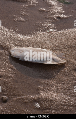 Knochen der Tintenfisch (Sepia Officinalis). Kalkhaltigen Unterstützung für lebende Cephalod, Sea Palling Strand, Norfolk. Stockfoto