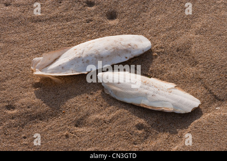 Knochen der Tintenfisch (Sepia Officinalis). Kalkhaltigen Unterstützung für lebende Cephalod, Sea Palling Strand, Norfolk. Stockfoto