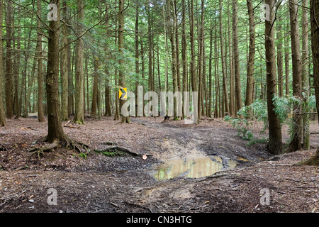 Pfeil zu unterzeichnen, auf Baum im Wald Stockfoto