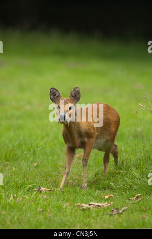 Chinesisches Wasserreh (Hydropotes Inermis). Männlich. Broadland. Norfolk. Stockfoto