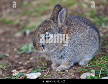 Baby europäischen Wildkaninchen (Oryctolagus Cuniculus), UK Stockfoto