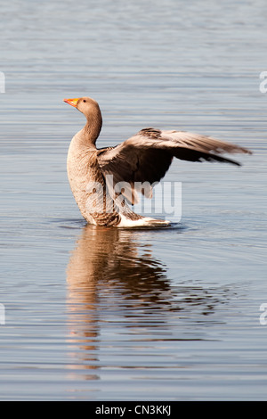 Graugans - Anser anser Stockfoto