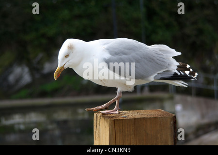 Möwe auf Pfosten im Hafen von Looe Stockfoto