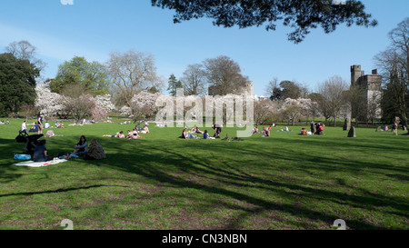 Magnolien blühen in einer ungewöhnlich trockenen warmen Frühling in Bute Park in der Nähe von Schloss von Cardiff, Cardiff, Wales UK KATHY DEWITT Stockfoto