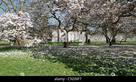 Radfahrer und Magnolien Bäume blühen im ungewöhnlich warmen Frühling in Bute Park, Cardiff, Wales UK 2012 KATHY DEWITT trocknen Stockfoto