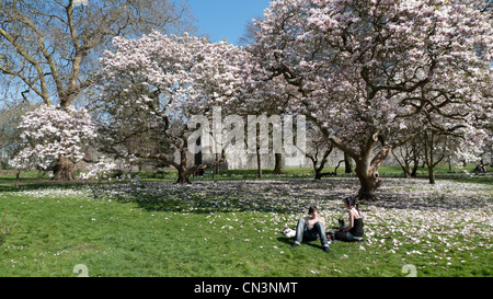 Junges Paar entspannendes Sitzen auf Gras mit Magnolienbäumen, die im unsaisonal trockenen warmen Frühling in Bute Park, Cardiff Wales UK 2012 KATHY DEWITT blühen Stockfoto