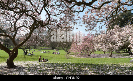 Magnolien blühen in ungewöhnlich warme Frühling im Bute Park, Cardiff, Wales UK 2012 KATHY DEWITT Stockfoto