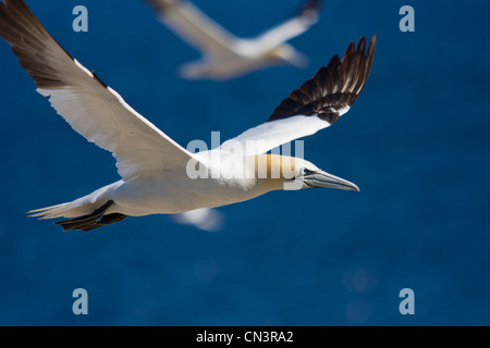 Kanada, Provinz Quebec, Gaspesie, National Park von Bonaventure Island und Perce Rock, Basstölpel (Sula Bassana) im Flug Stockfoto