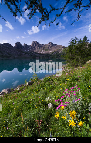 Frankreich, Alpes de Haute Provence, Parc National du Mercantour (Mercantour Nationalpark), Haut Verdon, Blumenbeet im Sommer auf Stockfoto