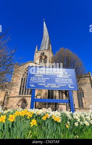 Frühling-Narzissen in der St. Marys Church mit seiner berühmten Crooked Spire, Chesterfield, Derbyshire, England. UK Stockfoto