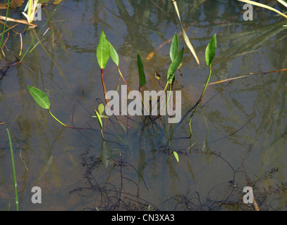 Gemeinsamen Wasser-Wegerich (Alisma Plantago-Aquatica) Stockfoto