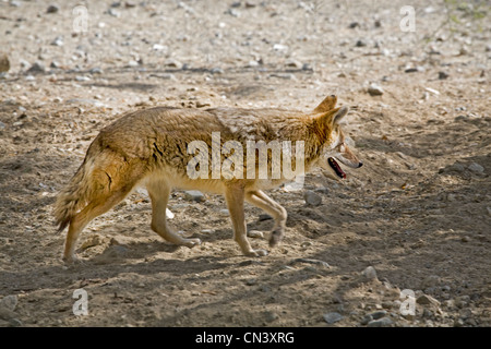 Ein Coyote, Canis Latrans, sucht der Mojave-Wüste für Lebensmittel in Südkalifornien Stockfoto