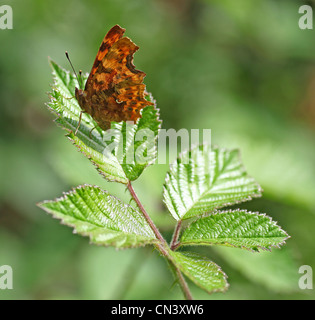 Die Unterseite der Flügel von einem Komma (Polygonia c-Album) Schmetterling auf einem dornbusch Blatt, England, Großbritannien Stockfoto