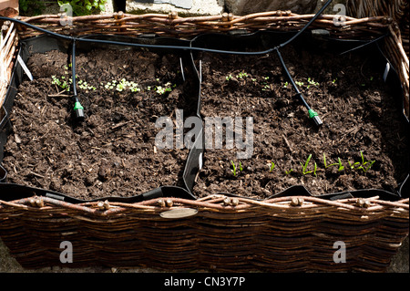 Gemischter Blattsalat, Salat und Spinat Sämlinge wachsen in einem pflanzlichen Blumenkasten mit inländischen Bewässerungssystem im Vereinigten Königreich Stockfoto