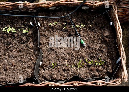 Salat "Chartwell" und Spinat Sämlinge wachsen in einem pflanzlichen Blumenkasten mit inländischen Bewässerungssystem im Vereinigten Königreich Stockfoto