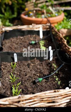 Spinat "Fiorano" und Salat "Chartwell'growing in einem pflanzlichen Blumenkasten mit inländischen Bewässerungssystem im Vereinigten Königreich Stockfoto