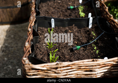 Spinat "Fiorano" und Salat "Chartwell'growing in einem pflanzlichen Blumenkasten mit inländischen Bewässerungssystem im Vereinigten Königreich Stockfoto