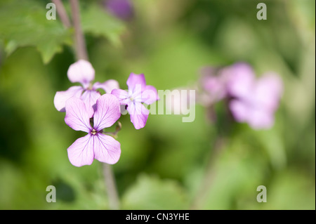 Einjähriges Silberblatt Lunaria Annua in Blüte Stockfoto