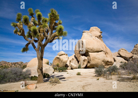 Wüstenlandschaft im Joshua Tree Nationalpark, Kalifornien Stockfoto