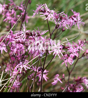 Lupinus flos-cuculi, die gemeinhin als Ragged Robin, ist eine krautige Staude Pflanze in der Familie Caryophyllaceae, England, Großbritannien Stockfoto