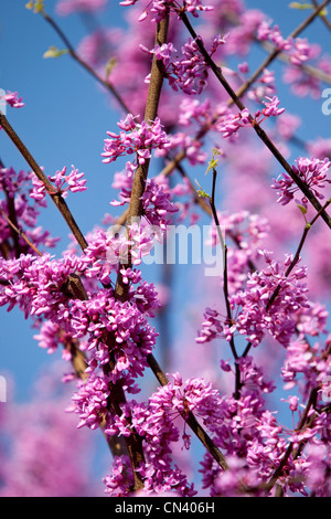 Frühling Blüten auf einem Redbud Baum in Nashville, Tennessee USA Stockfoto