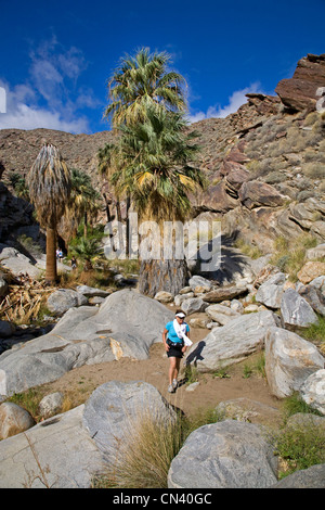 Ein Wanderer im Murry Canyon, Indian Canyons, in der Nähe von Palm Springs, Kalifornien Stockfoto