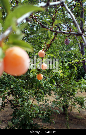 Pflaumen auf Pflaumenbaum wachsen. Unreife und faulen Pflaumen zusammen Stockfoto