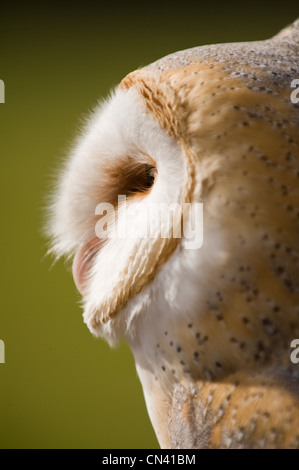 Eine Schleiereule (Captive) nach links vor einem grünen Hintergrund Stockfoto