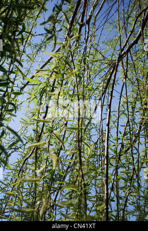 Trauerweide hautnah an sonnigen Tag Stockfoto