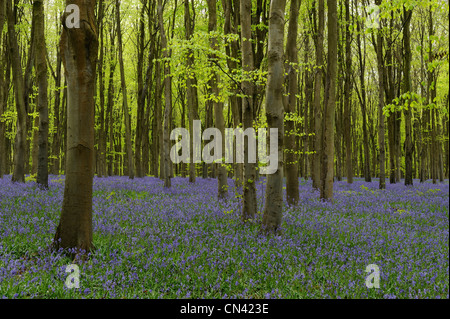 Ein Teppich aus Glockenblumen in einen Buchenwald in Wiltshire. Stockfoto