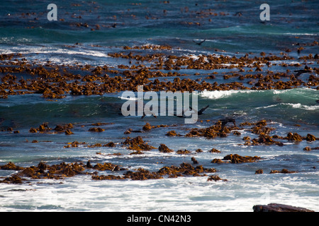 Kelp & Cape Cormorant oder Cape Shag, Phalacrocorax capensis, Kap der Guten Hoffnung, Kap-Halbinsel, Südafrika Stockfoto