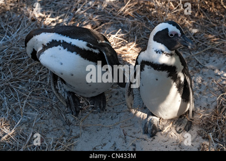 Afrikanische Pinguine, Spheniscus demersus, auch Kappinguin genannt, und südafrikanischer Pinguin, Boulders, Simonstown, Kaphalbinsel, Südafrika Stockfoto