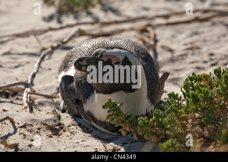 Afrikanische Pinguine, Spheniscus demersus, auch Kappinguin genannt, und südafrikanischer Pinguin, Boulders, Simonstown, Kaphalbinsel, Südafrika Stockfoto