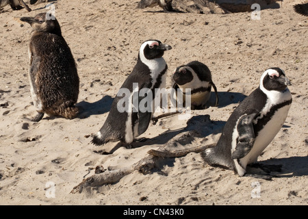 Afrikanische Pinguine, Spheniscus demersus, auch Kappinguin genannt, und südafrikanischer Pinguin, Boulders, Simonstown, Kaphalbinsel, Südafrika Stockfoto
