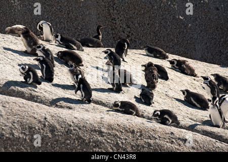 Afrikanische Pinguine, Spheniscus demersus, auch Kappinguin genannt, und südafrikanischer Pinguin, Boulders, Simonstown, Kaphalbinsel, Südafrika Stockfoto