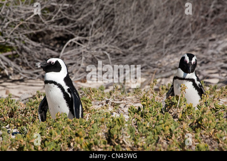 Afrikanische Pinguine, Spheniscus demersus, auch Kappinguin genannt, und südafrikanischer Pinguin, Boulders, Simonstown, Kaphalbinsel, Südafrika Stockfoto