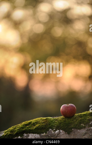 Ein Apfel, ruht auf einem Baumstamm in einem Obstgarten auf den Somerset Levels, UK. Stockfoto