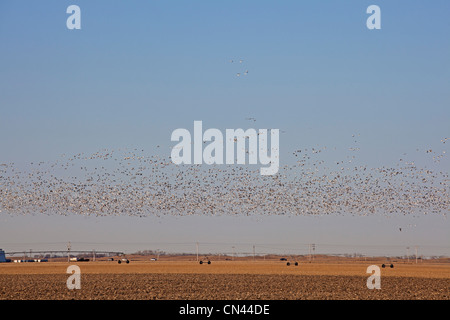 Schneegänse (Chen Caerulescens) fliegen über eine Hof-Feld in der Platte River Valley Stockfoto