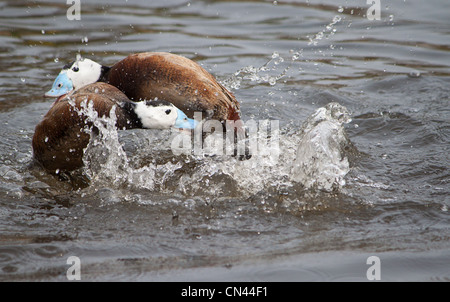 Zwei männliche Weisskopfruderenten (Oxyura Leucocephala) kämpfen in der Brutzeit. Stockfoto