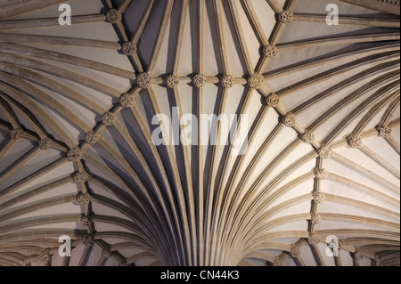 Detail der Decke der Kapitelsaal in der Kathedrale von Wells, Somerset, UK. Stockfoto