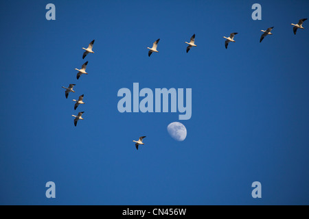 Kanadischen Schneegänse nach kanadischen Himmel im Frühjahr nach ihrem Aufenthalt im südlichen Teil der Vereinigten Staaten. Stockfoto