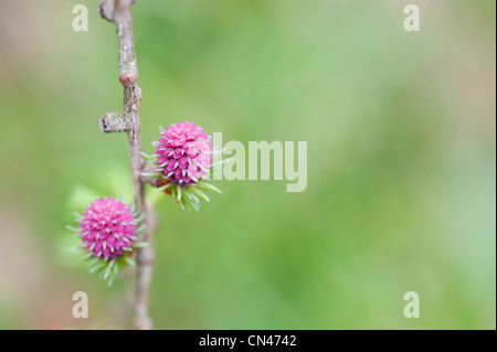 Larix Decidua. Lärche Baum weibliche Blüte im Frühjahr Stockfoto