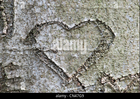 Liebe Herz in Baumstamm geschnitzt Stockfoto